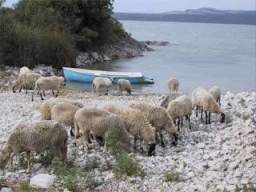 Ovce na břehu jezera